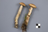 Leccinum holopus image